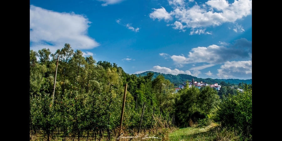 IL 21 MARZO È LA GIORNATA INTERNAZIONALE DELLE FORESTE